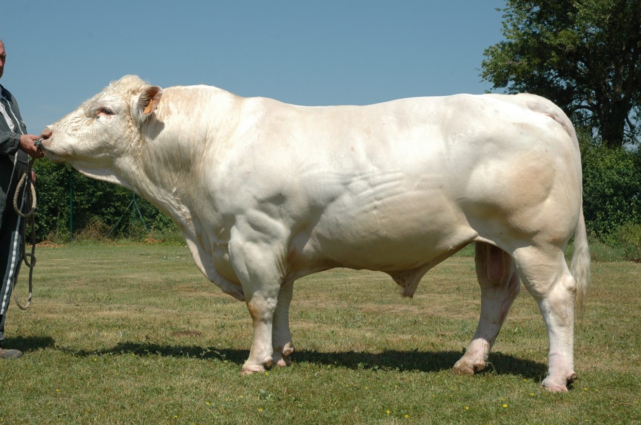 DORS BIEN Charolais Expansion