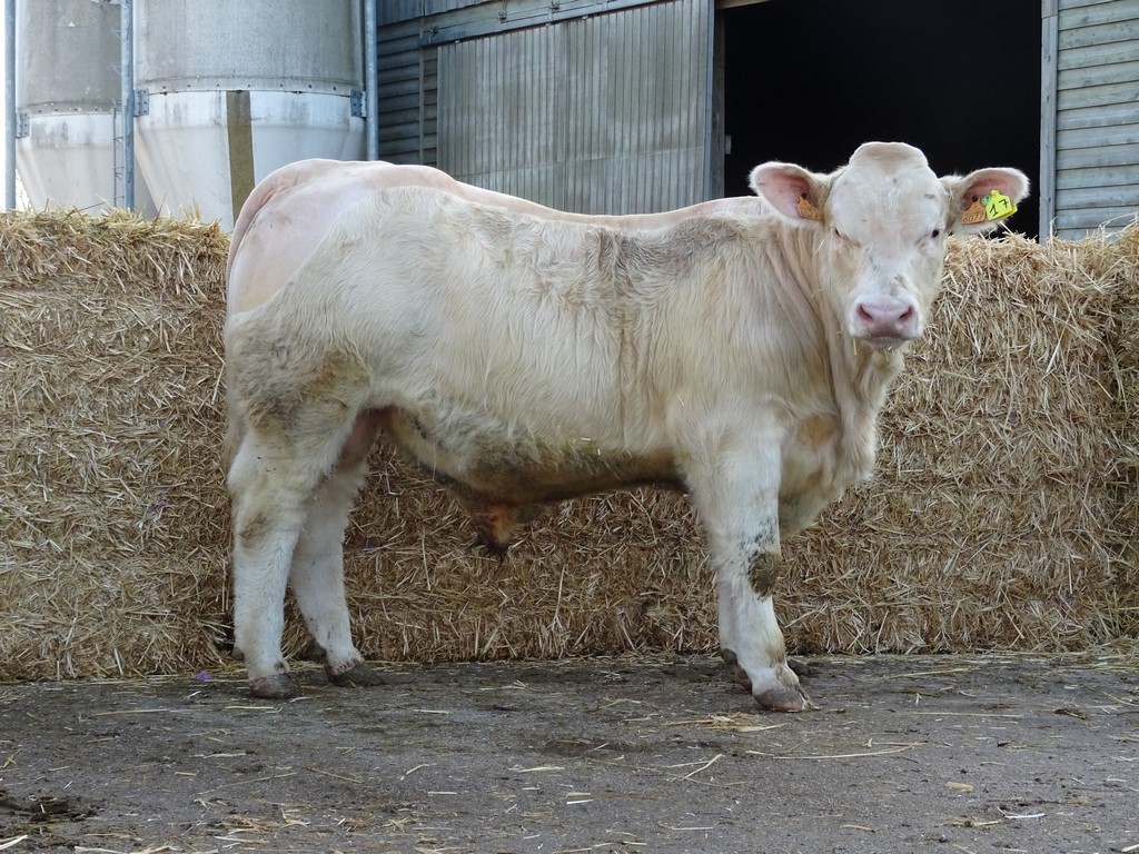 Taureaux à génisses