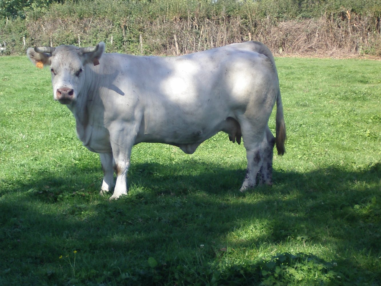Femelles Gestantes