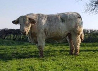 Taureaux deux ans