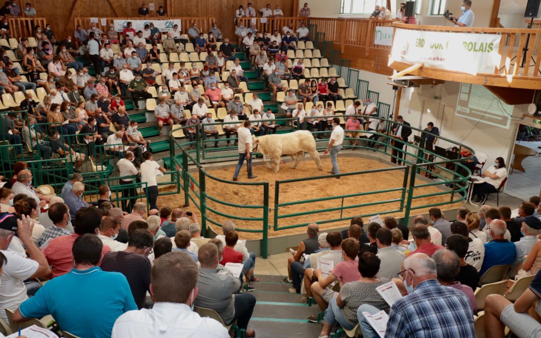 Vente Nationale aux Enchères HBC, le 9 septembre 2021 à 15h30 a l’Agropôle du Marault Magny-Cours (58) et en ligne