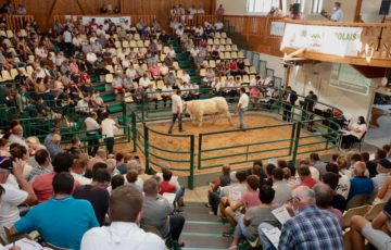 Vente Nationale aux Enchères HBC, le 9 septembre 2021 à 15h30 a l’Agropôle du Marault Magny-Cours (58) et en ligne