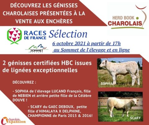 Sommet de l’élevage : Ne ratez pas la Vente aux enchères de Génisses Races de France Sélection !
