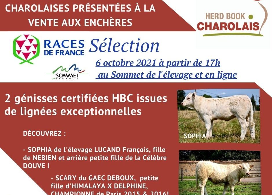 Sommet de l’élevage : Ne ratez pas la Vente aux enchères de Génisses Races de France Sélection !